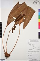 銳頭舌蕨藏品圖，第1張