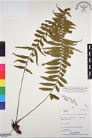 登錄號:BP03309藏品圖，第1張