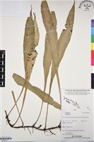 登錄號:BP03313藏品圖，第1張