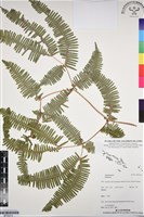 登錄號:BP03314藏品圖，第1張