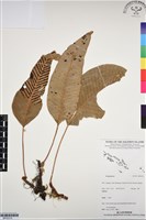 登錄號:BP03315藏品圖，第1張