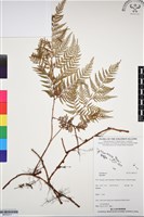 登錄號:BP03317藏品圖，第1張