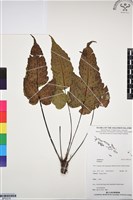 登錄號:BP03319藏品圖，第1張