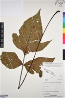 登錄號:BP03320藏品圖，第1張