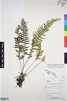 登錄號:BP03321藏品圖，第1張