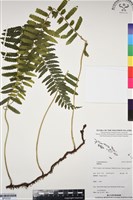 登錄號:BP03322藏品圖，第1張