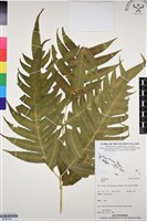 登錄號:BP03324藏品圖，第1張