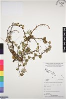 登錄號:BP03325藏品圖，第1張