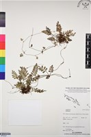 登錄號:BP03327藏品圖，第1張