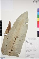 登錄號:BP03329藏品圖，第1張