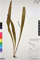 登錄號:BP03330藏品圖，第1張