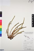 登錄號:BP03331藏品圖，第1張