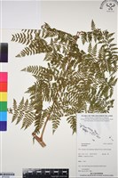 登錄號:BP03332藏品圖，第1張