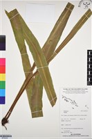 登錄號:BP03333藏品圖，第1張