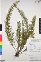 登錄號:BP03335藏品圖，第1張