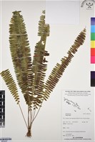 登錄號:BP03337藏品圖，第1張