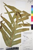 登錄號:BP03338藏品圖，第1張