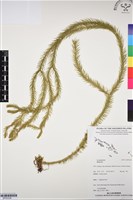 登錄號:BP03339藏品圖，第1張