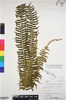 登錄號:BP03340藏品圖，第1張