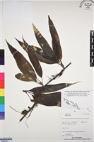 登錄號:BP03341藏品圖，第1張