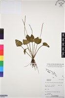 登錄號:BP03342藏品圖，第1張