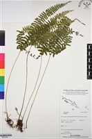 登錄號:BP03344藏品圖，第1張