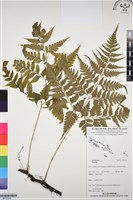 登錄號:BP03345藏品圖，第1張