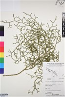 登錄號:BP03346藏品圖，第1張