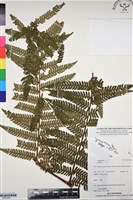 登錄號:BP03347藏品圖，第1張