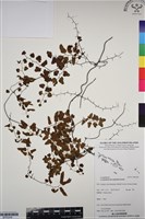 登錄號:BP03348藏品圖，第1張