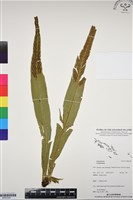 登錄號:BP03350藏品圖，第1張