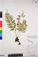 登錄號:BP03351藏品圖，第1張