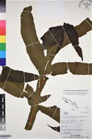 登錄號:BP03352藏品圖，第1張