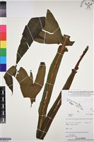 登錄號:BP03352藏品圖，第2張