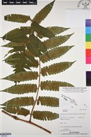 登錄號:BP03353藏品圖，第1張