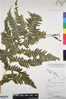 登錄號:BP03354藏品圖，第1張