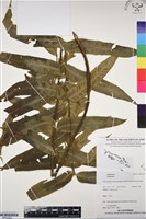 登錄號:BP03355藏品圖，第1張