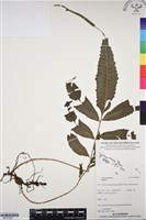 登錄號:BP03356藏品圖，第1張