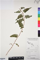 登錄號:BP03357藏品圖，第1張