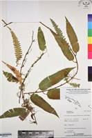 登錄號:BP03358藏品圖，第1張