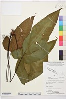 登錄號:BP03360藏品圖，第1張