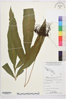 登錄號:BP03362藏品圖，第1張