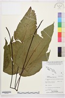 登錄號:BP03364藏品圖，第1張