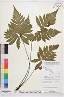 登錄號:BP03365藏品圖，第1張