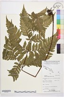 登錄號:BP03366藏品圖，第1張