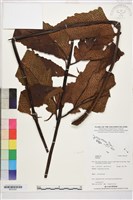 登錄號:BP03367藏品圖，第1張