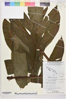 翅柄三叉蕨藏品圖，第1張