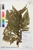 登錄號:BP03369藏品圖，第1張