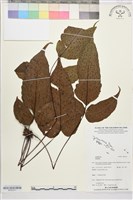 登錄號:BP03371藏品圖，第1張