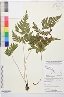 薄葉三叉蕨藏品圖，第1張